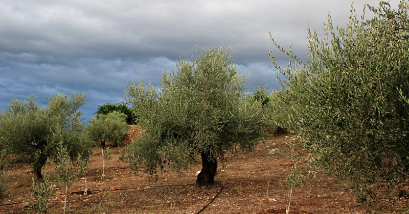 The new harvest of olive oil has already started