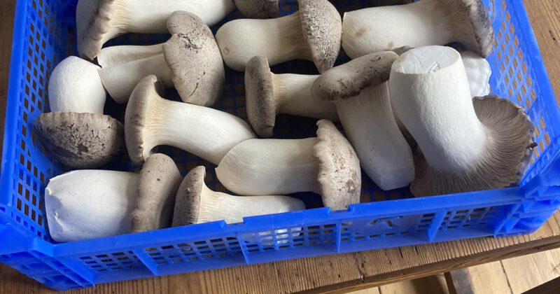 Delicious mushrooms from Brandenburg by Pilz und Baum
